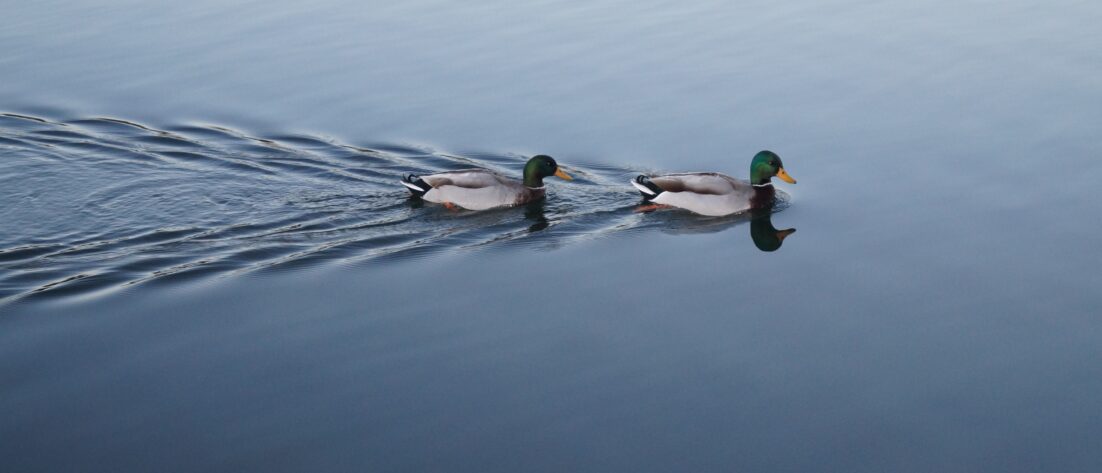 Ducks in a pond Business Continuity Today Podcast Hosted By Todd DeVoe
